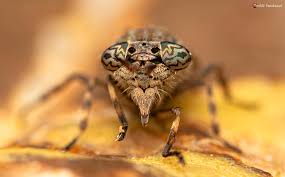 Attēlu rezultāti vaicājumam “Haematopota sp.”