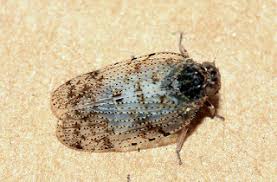 Attēlu rezultāti vaicājumam “Cixiidae”