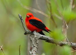 Image result for Piranga olivacea