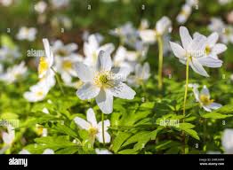 Attēlu rezultāti vaicājumam “Anemone nemorosa bud”