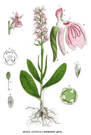 Attēlu rezultāti vaicājumam “Orchis mascula bud”