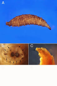 Attēlu rezultāti vaicājumam “Sciomyzidae”