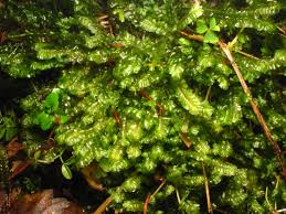 Attēlu rezultāti vaicājumam “Plagiochila asplenioides”