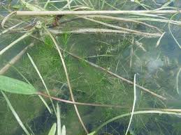 Attēlu rezultāti vaicājumam “Chara globularis”