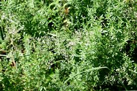 Attēlu rezultāti vaicājumam “Galium album bud”