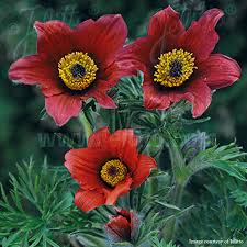 Image result for Pulsatilla