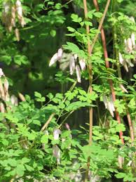 Image result for Adlumia cirrhosa