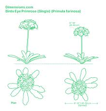 Attēlu rezultāti vaicājumam “Primula farinosa fruit”