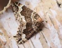 Attēlu rezultāti vaicājumam “Lampropteryx suffumata”