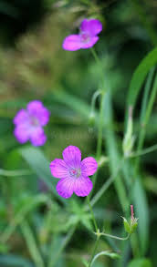 Attēlu rezultāti vaicājumam “Geranium palustre”