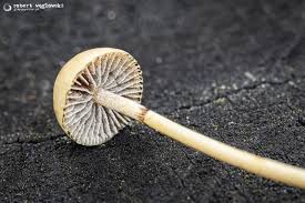 Attēlu rezultāti vaicājumam “Protostropharia alcis”