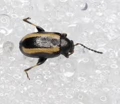 Attēlu rezultāti vaicājumam “Phyllotreta sp.”