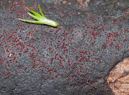 Attēlu rezultāti vaicājumam “Nectria episphaeria”