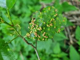 Attēlu rezultāti vaicājumam “Eriophyes laevis”