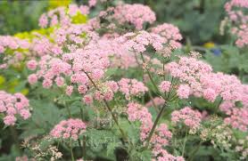 Image result for Anthriscus cerefolium