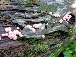 Attēlu rezultāti vaicājumam “Lycogala melleum sessile”