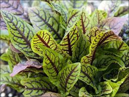 Image result for Rumex sanguineum