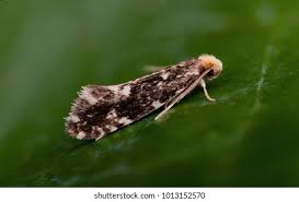 Attēlu rezultāti vaicājumam “Tineidae”