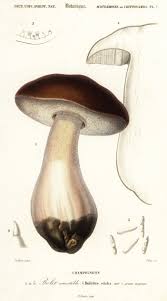 Attēlu rezultāti vaicājumam “Boletus edulis”