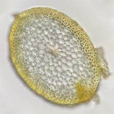 Attēlu rezultāti vaicājumam “Callicladium haldanianum”