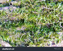 Attēlu rezultāti vaicājumam “Eurhynchium striatum”