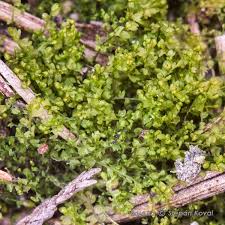 Attēlu rezultāti vaicājumam “Gymnocolea inflata”