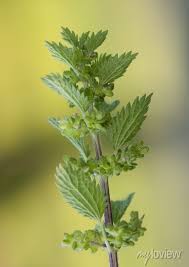 Attēlu rezultāti vaicājumam “Urtica urens”