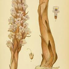 Attēlu rezultāti vaicājumam “Orobanche elatior bud”