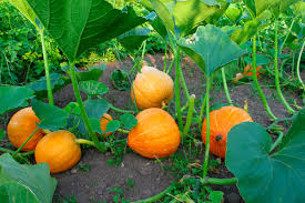 Image result for Kürbis