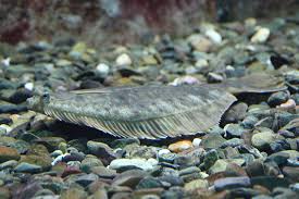 Image result for Hippoglossus hippoglossus