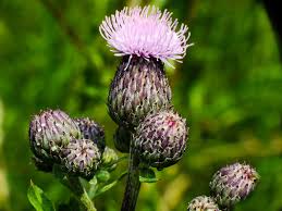 Attēlu rezultāti vaicājumam “Cirsium arvense”