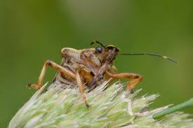 Attēlu rezultāti vaicājumam “Pinthaeus sanguinipes”