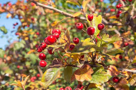 Attēlu rezultāti vaicājumam “Crataegus monogyna fruit”