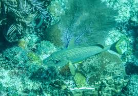 Image result for Haemulon sciurus