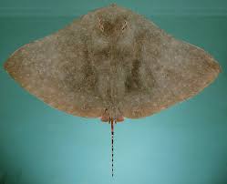 Image result for Gymnura micrura