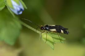 Attēlu rezultāti vaicājumam “Dryophilocoris flavoquadrimaculatus”