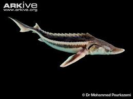 Image result for Acipenser desotoi