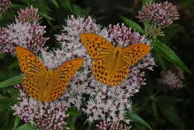 Attēlu rezultāti vaicājumam “Argynnis paphia pupa”