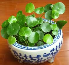 「香菇草」的圖片搜尋結果