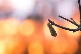 Attēlu rezultāti vaicājumam “Hepialus humuli female”