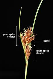 Attēlu rezultāti vaicājumam “Rhynchospora fusca”