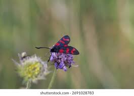 Attēlu rezultāti vaicājumam “Zygaena lonicerae larva”