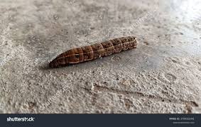 Attēlu rezultāti vaicājumam “Deilephila elpenor larva”