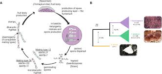 Attēlu rezultāti vaicājumam “Trichaptum abietinum”