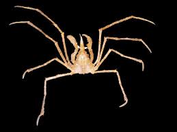 Attēlu rezultāti vaicājumam “Stemonaria irregularis macro”