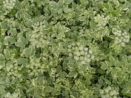 Attēlu rezultāti vaicājumam “Aegopodium podagraria”