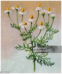 Image result for Matricaria recutita (chamomilla)