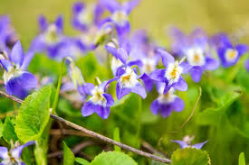 Attēlu rezultāti vaicājumam “Viola odorata flower”
