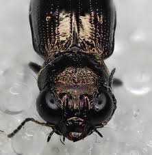 Attēlu rezultāti vaicājumam “Notiophilus palustris”