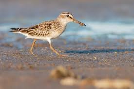 Attēlu rezultāti vaicājumam “Calidris falcinellus adult”